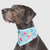 Canada Pooch Chill Seeker Cooling Bandana - Popsicles