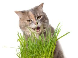 420 Fresh Cat Grass