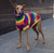 Canada Pooch Rainbow Sweater