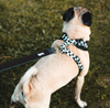 BCUDDLY Harness Black Checkers